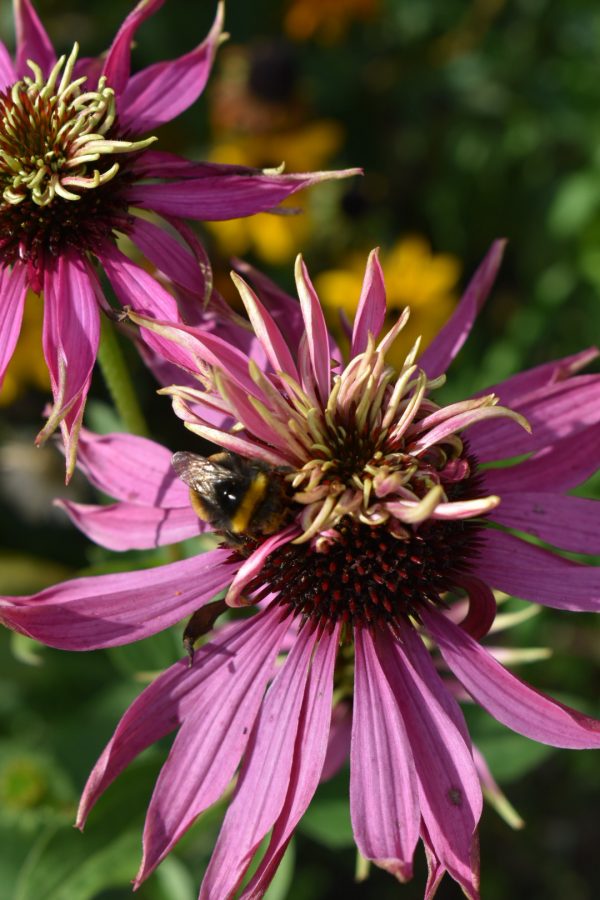 Echinacea purpurea 'Double Decker'