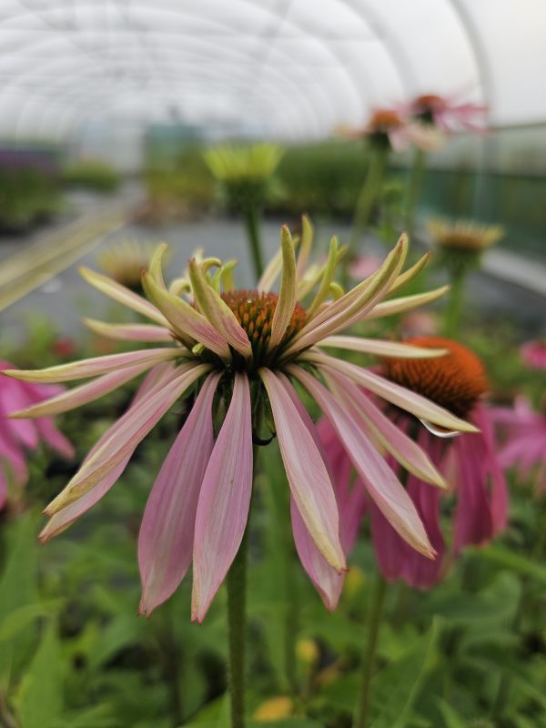 Echinacea purpurea 'Double Decker'