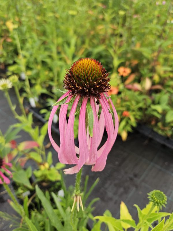 Echinacea simulata Echinacea simulata