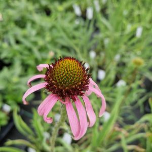 Echinacea simulata