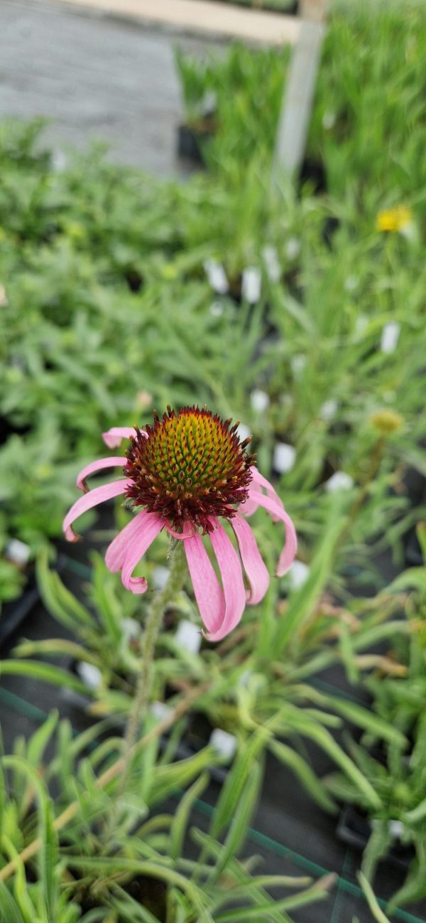 Echinacea simulata Echinacea simulata