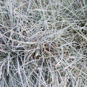 Festuca glauca 'Intense Blue'