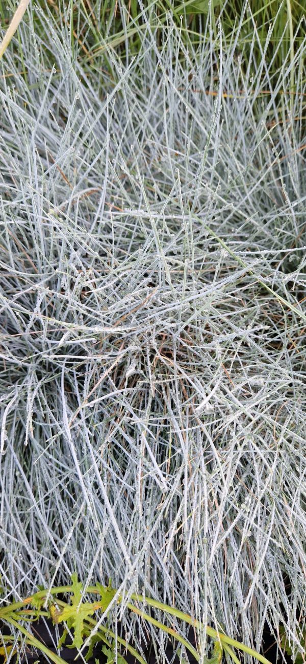 Festuca glauca 'Intense Blue'