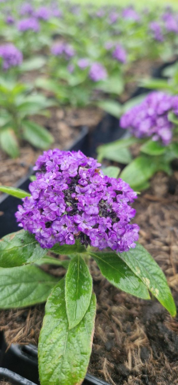 Heliotropium arborescens 'Nautilus Power Blue' Heliotropium arborescens 'Nautilus Power Blue'