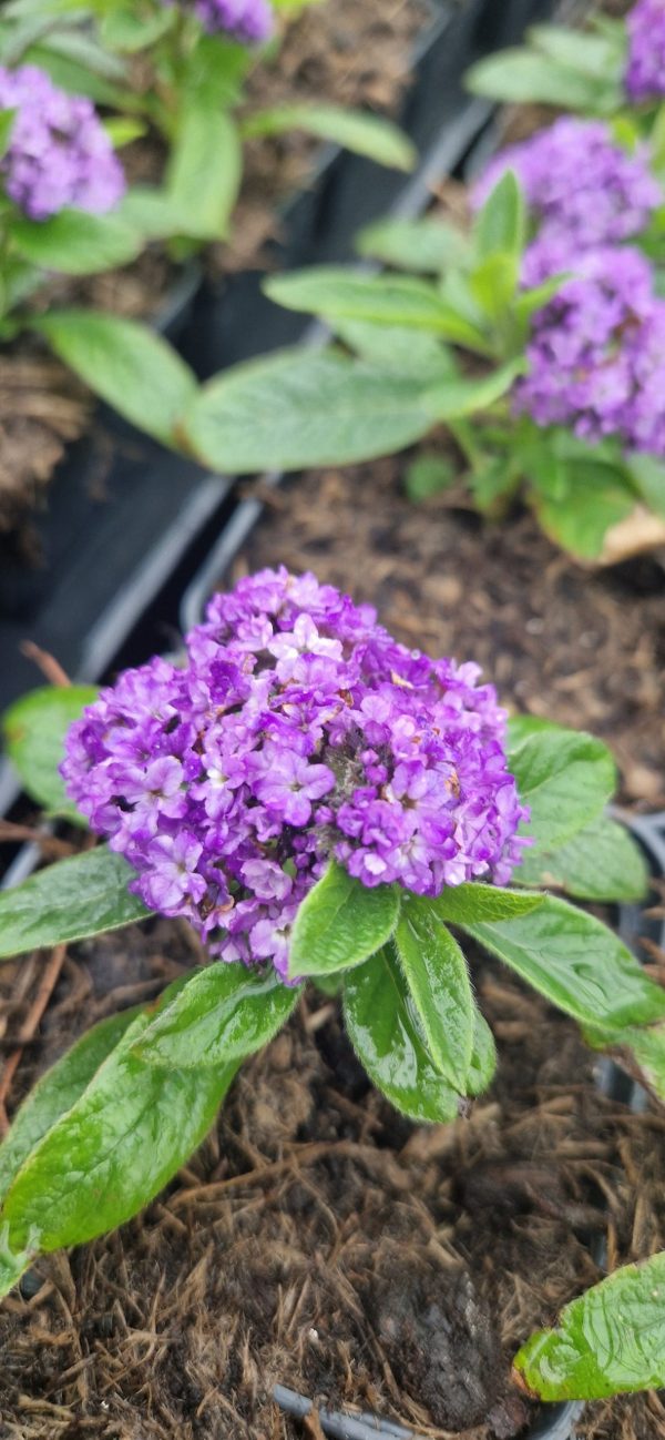 Heliotropium arborescens 'Nautilus Power Blue'2