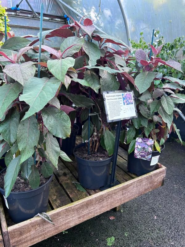 Hydrangea aspera 'Hot Chocolate' Hydrangea aspera 'Hot Chocolate'