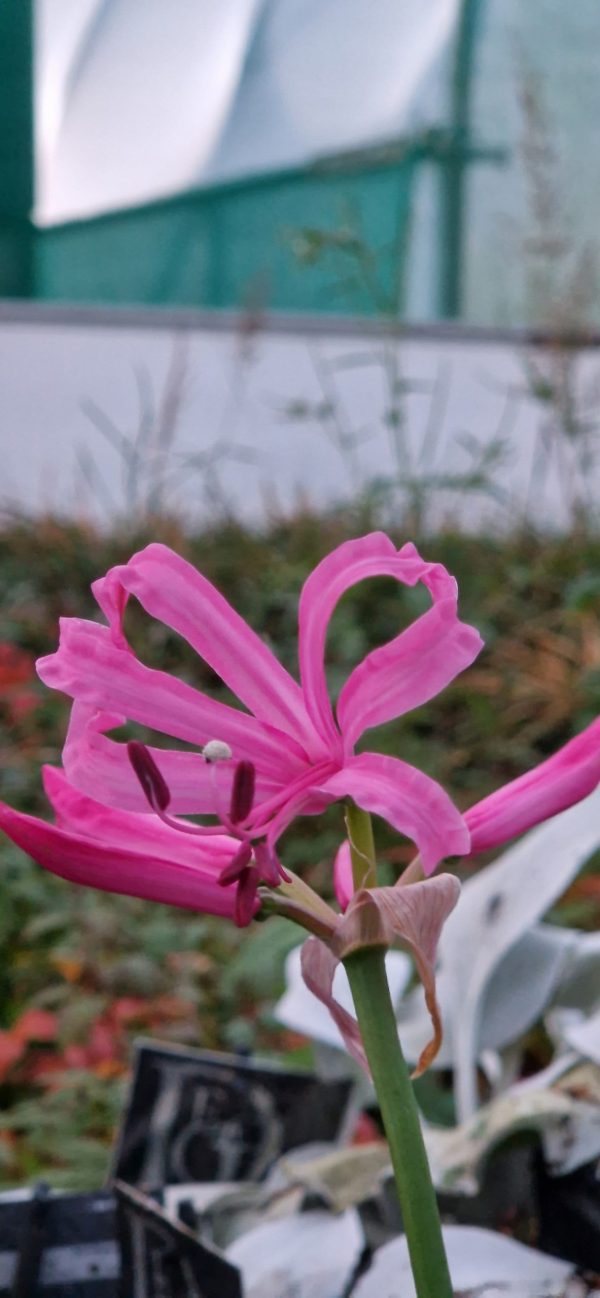 Nerine isabel