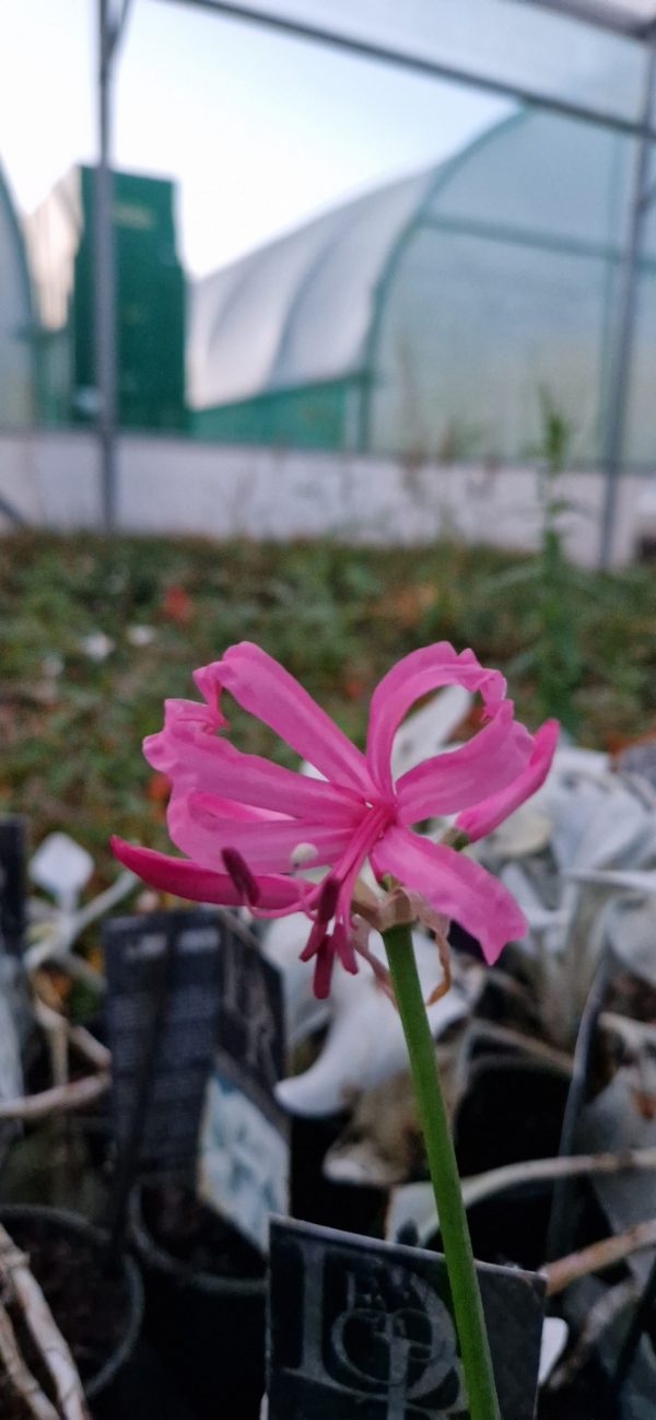 Nerine isabel2