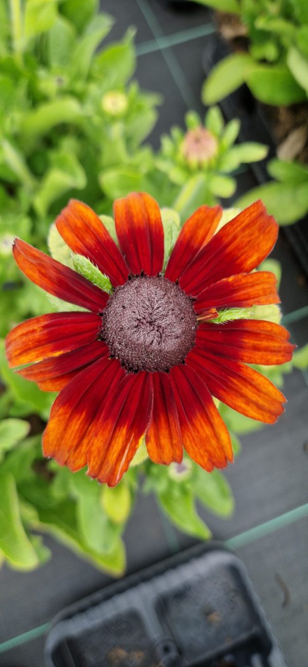 Rudbeckia 'Summerdaisy Orange Bicolour'