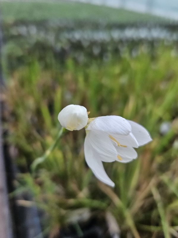 Hesperantha coccinea 'Ice Maiden'