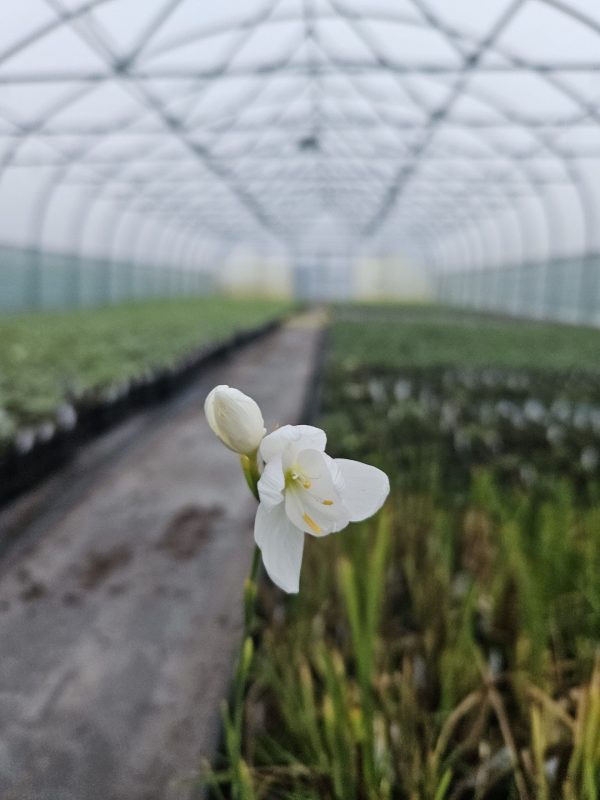 Hesperantha coccinea 'Ice Maiden'