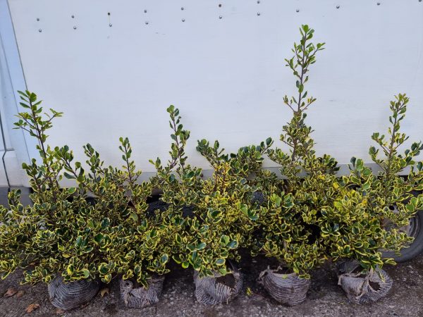 Ilex Golden King