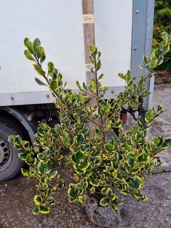 Ilex Golden King2 Ilex Golden King