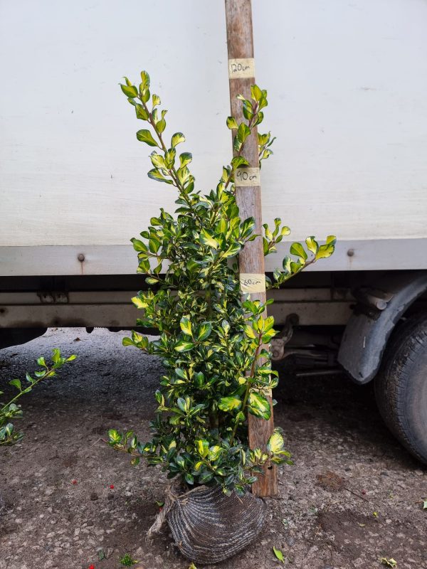 Ilex Lawsoniana