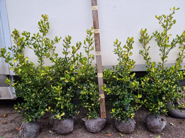 Ilex Lawsoniana2