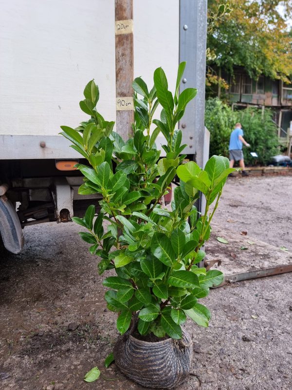 Laurel (3ft) 2