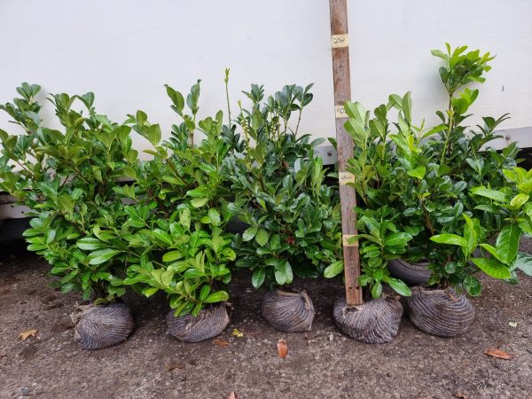 Laurel (3ft)