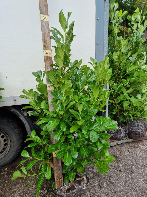 Laurel (4ft) 5