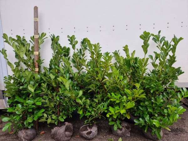 Laurel (5ft) 2