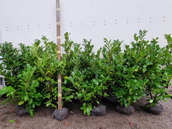 Laurel (5ft) 4
