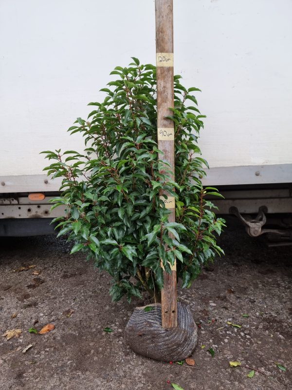 Portugese 6ft