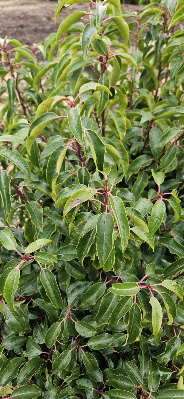 Portugese Laurel Portugese Laurel