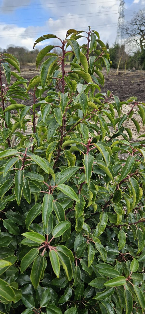 Portugese Laurel 2 Portugese Laurel
