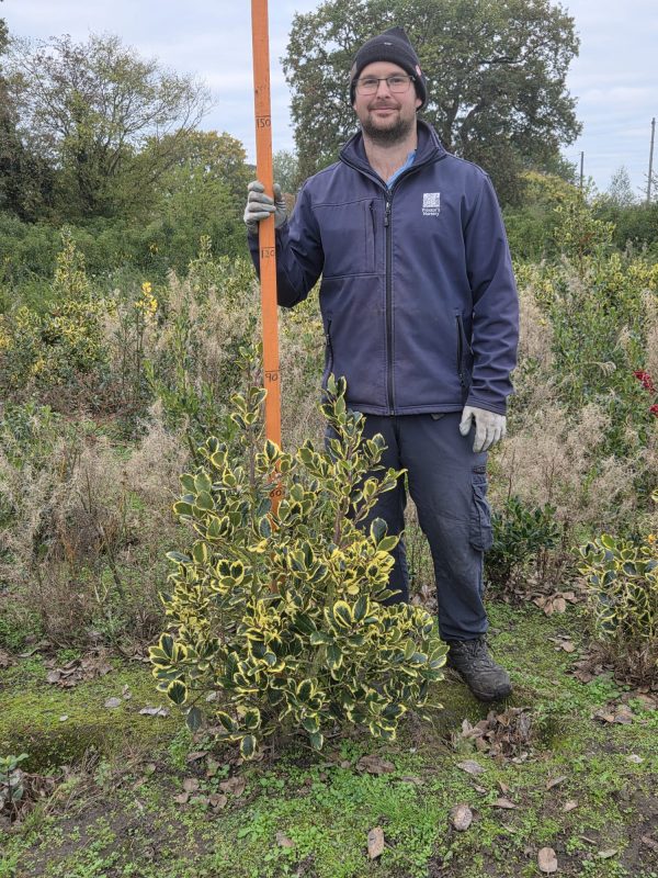 Rootball Ilex Golden King 3ft