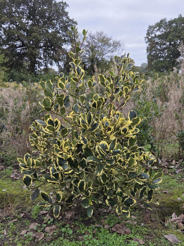 Rootball Ilex Golden King 5ft