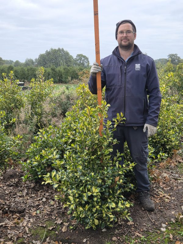 Rootball Ilex Lawsoni 3ft