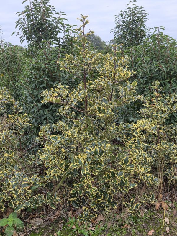 Rootball Ilex Madame Briot 4ft 2
