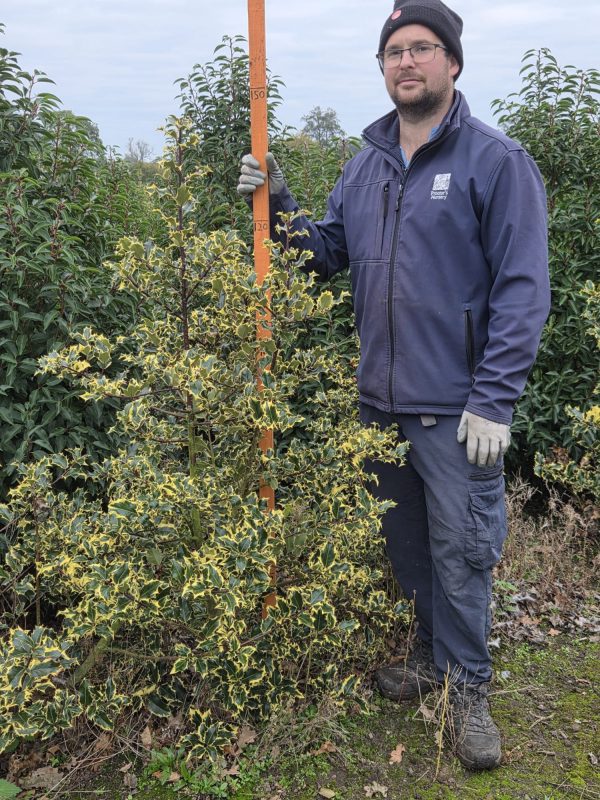 Rootball Ilex Madame Briot 4ft