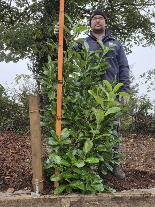 Rootball Laurel 4ft 2