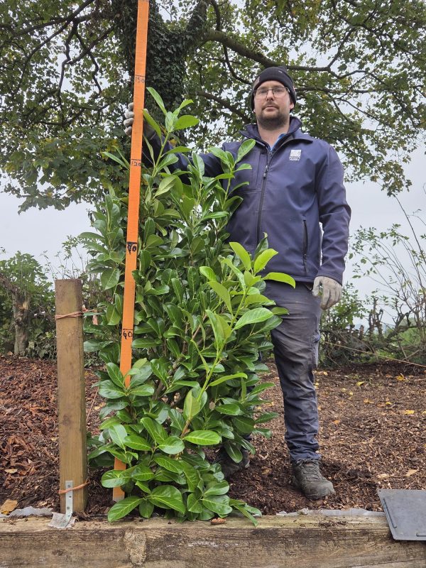 Rootball Laurel 4ft