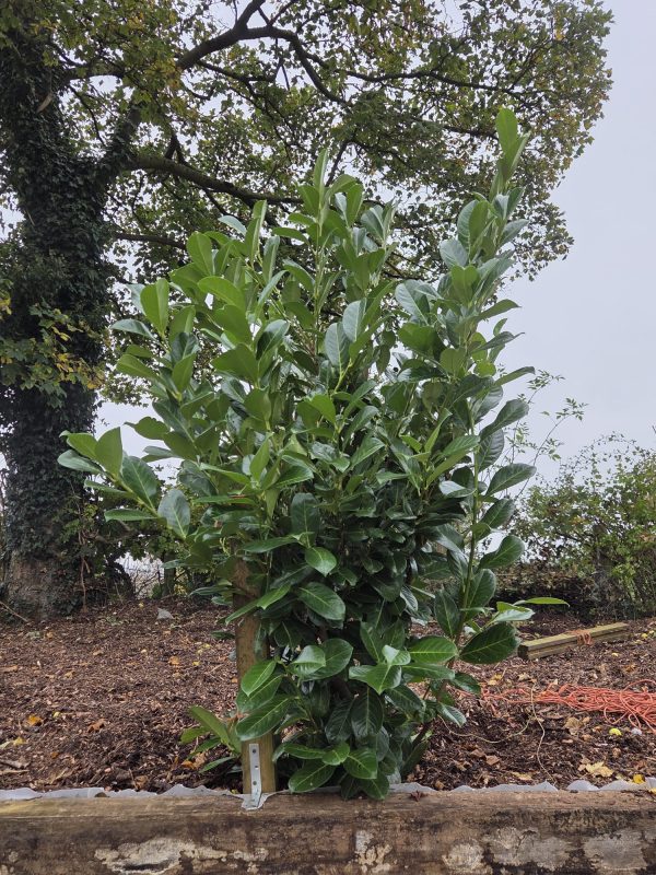 Rootball Laurel 5ft 1