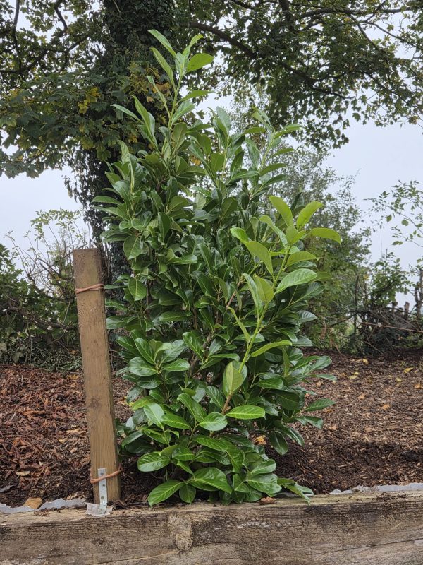 Rootball Laurel 5ft 2