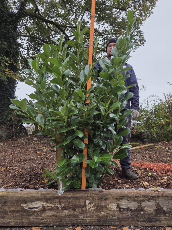 Rootball Laurel 5ft