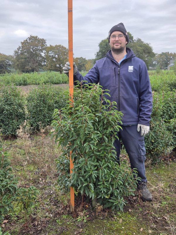 Rootball Portugese Laurel 4ft