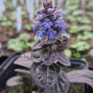 Ajuga reptans 'Atropurpurea'