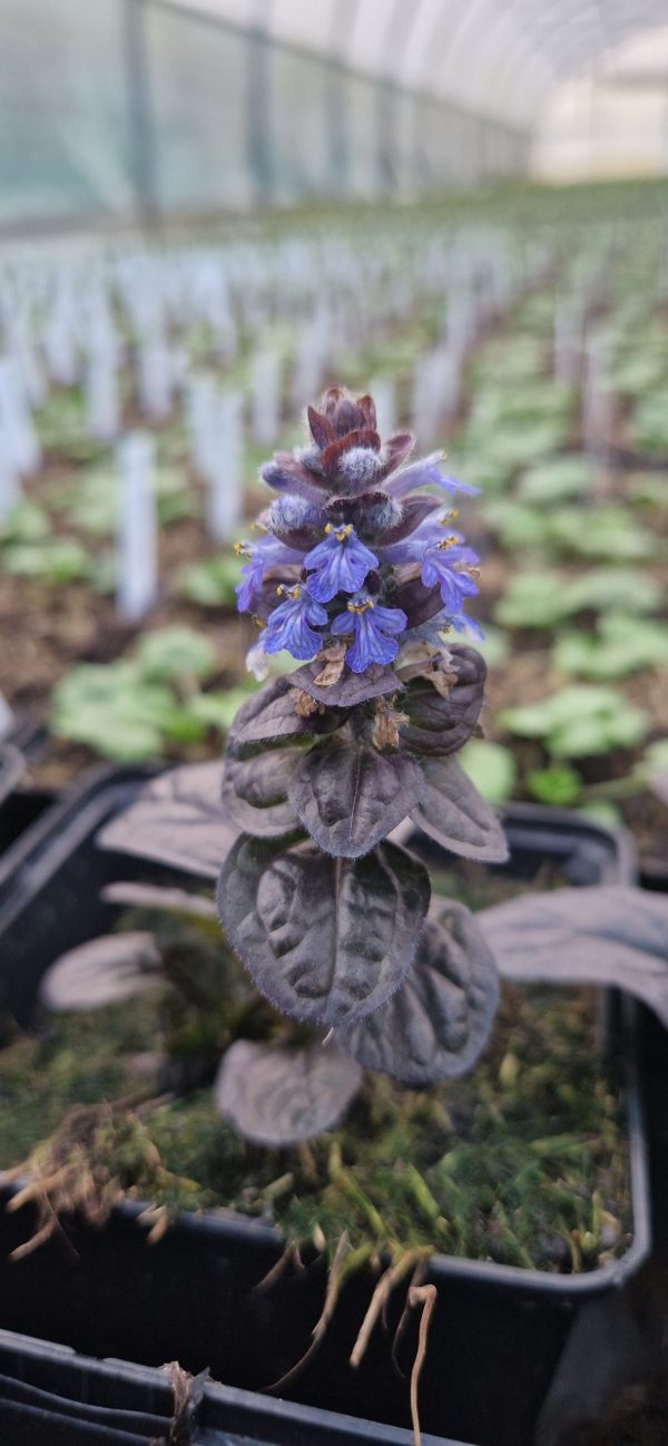 Ajuga reptans 'Atropurpurea' Ajuga reptans 'Atropurpurea'