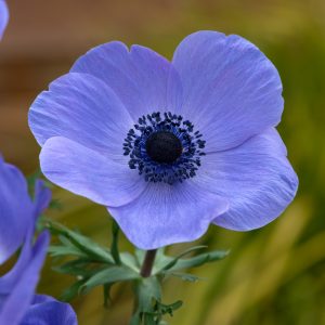 Anemone coronaria 'Harmony Blue'