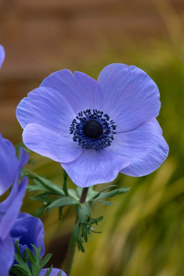 Anemone coronaria 'Harmony Blue'