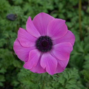 Anemone coronaria 'Harmony Orchid'
