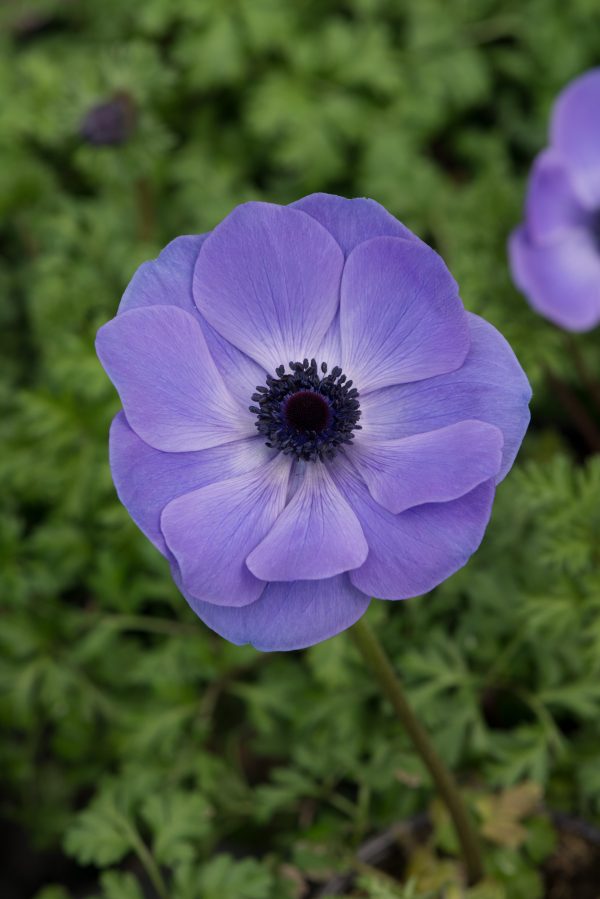 Anemone coronaria 'Harmony Blue'