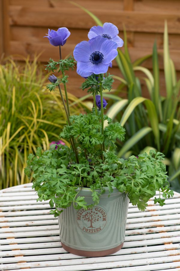 Anemone coronaria 'Harmony Blue'
