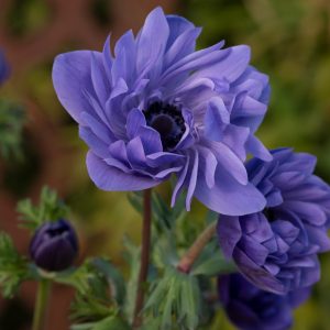 Anemone coronaria 'Harmony Double Blue'