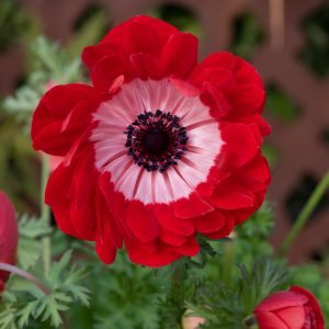 Anemone coronaria 'Harmony Double Scarlet'