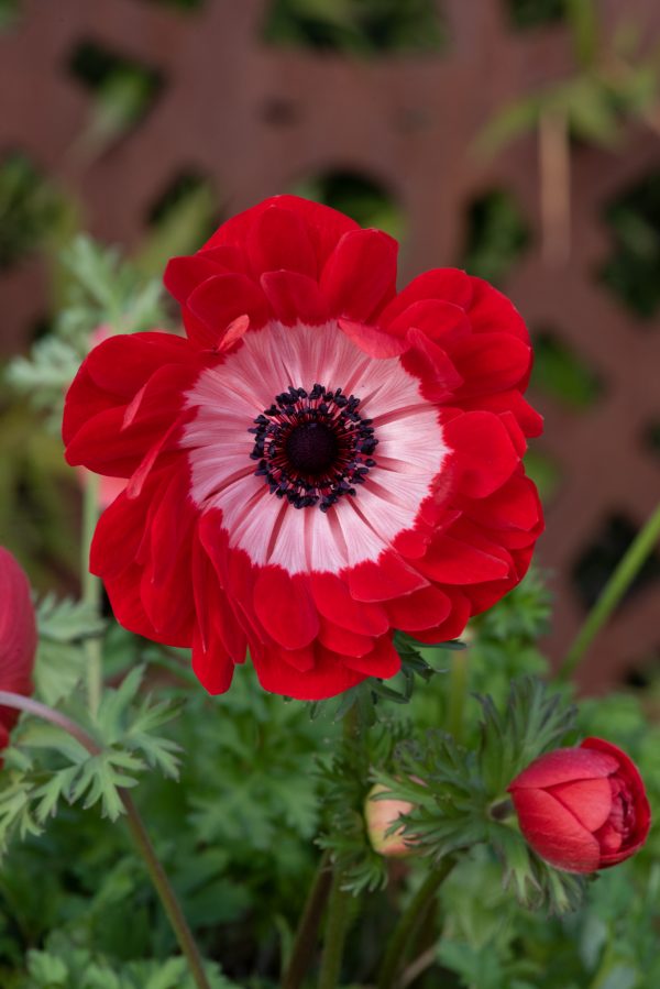 Anemone coronaria 'Harmony Double Scarlet'
