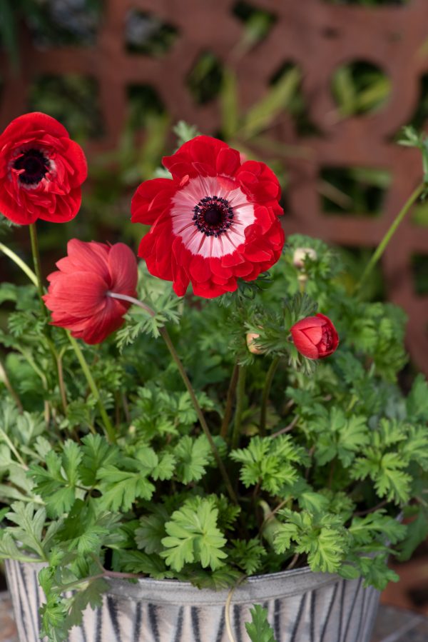 Anemone coronaria 'Harmony Double Scarlet'