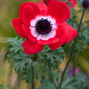Anemone coronaria 'Harmony Scarlet'